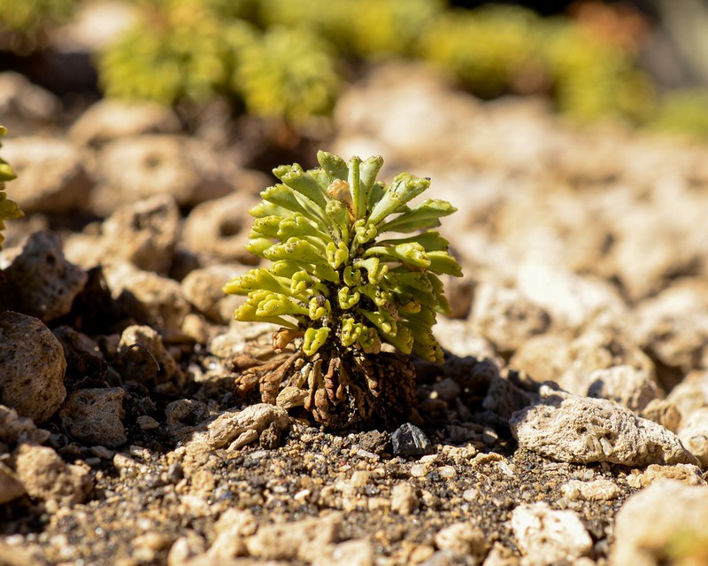 Moschopsis dentata photo 6