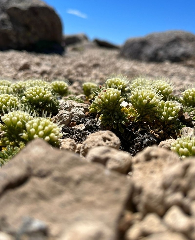 Moschopsis dentata photo 8