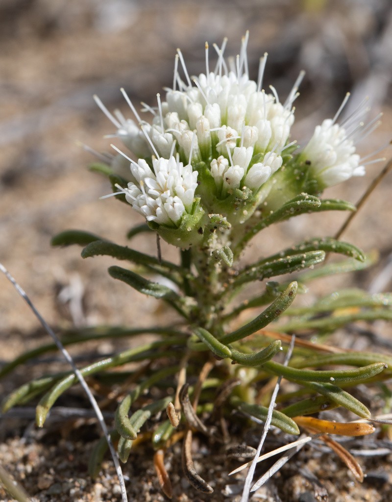 Moschopsis filifolia