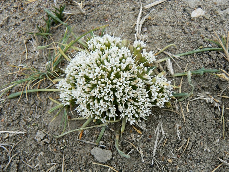 Moschopsis filifolia photo 2