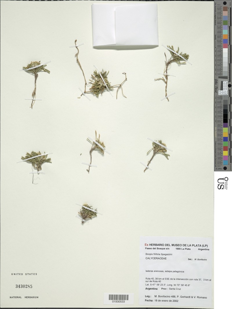 Moschopsis filifolia photo 4
