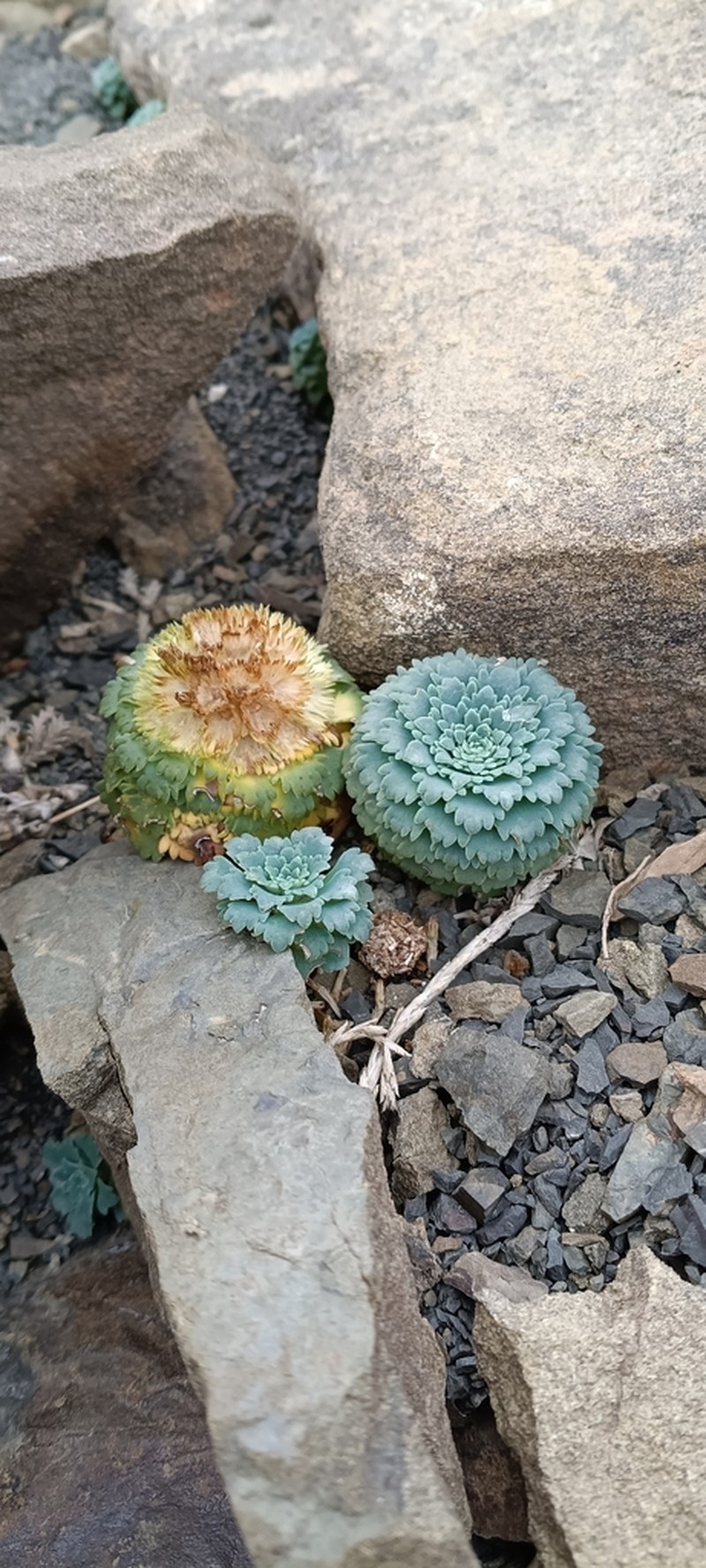Moschopsis rosulata photo 2