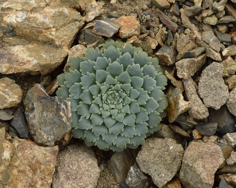 Moschopsis rosulata photo 3
