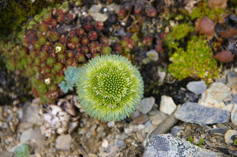 Moschopsis rosulata photo 4
