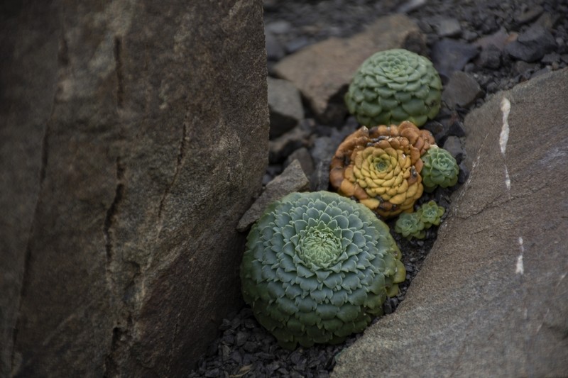 Moschopsis rosulata photo 5