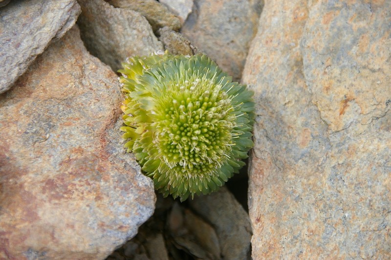 Moschopsis rosulata photo 6