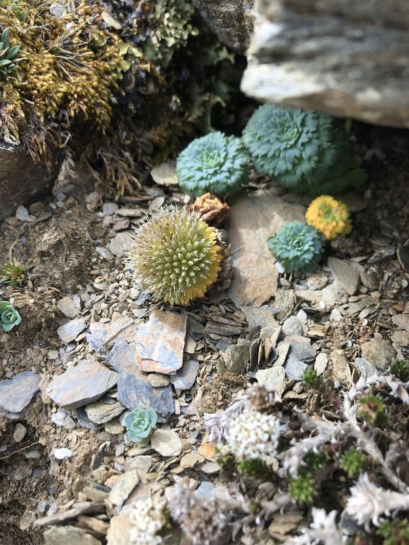 Moschopsis rosulata photo 7