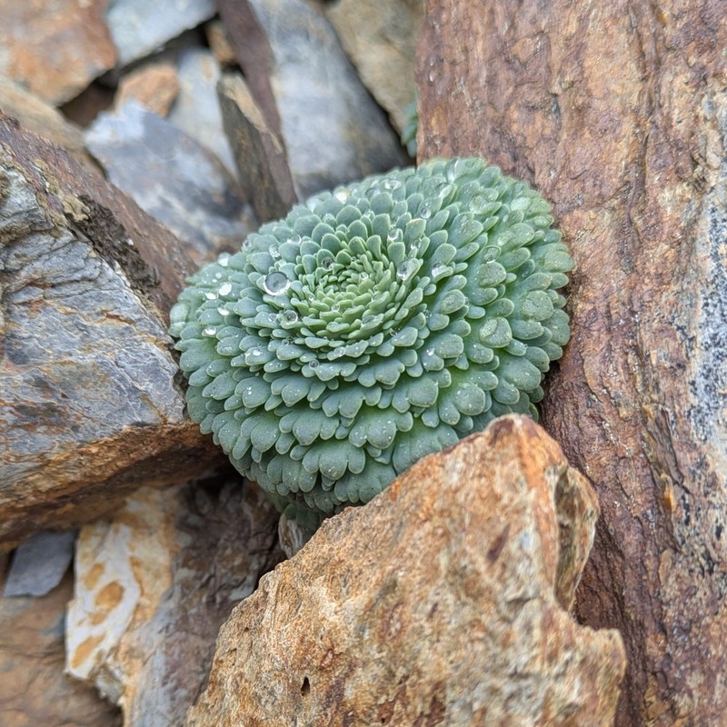 Moschopsis rosulata photo 8