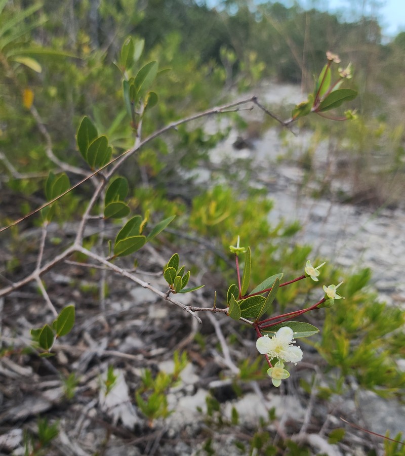 Mangroveberry