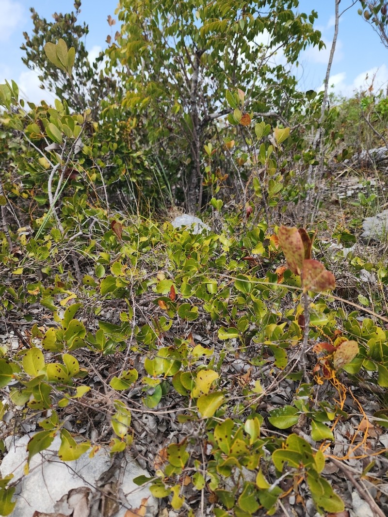 Mangroveberry photo 2