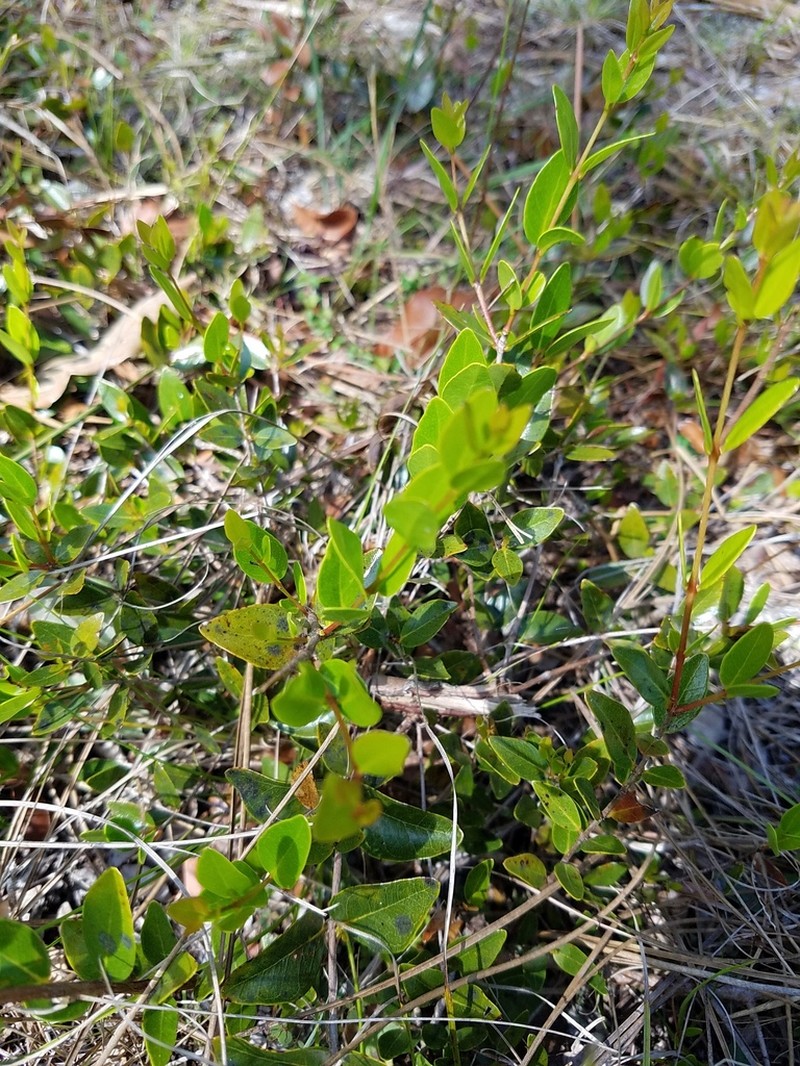 Mangroveberry photo 3