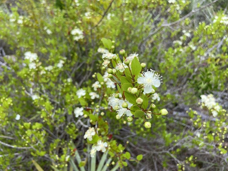Mangroveberry photo 4