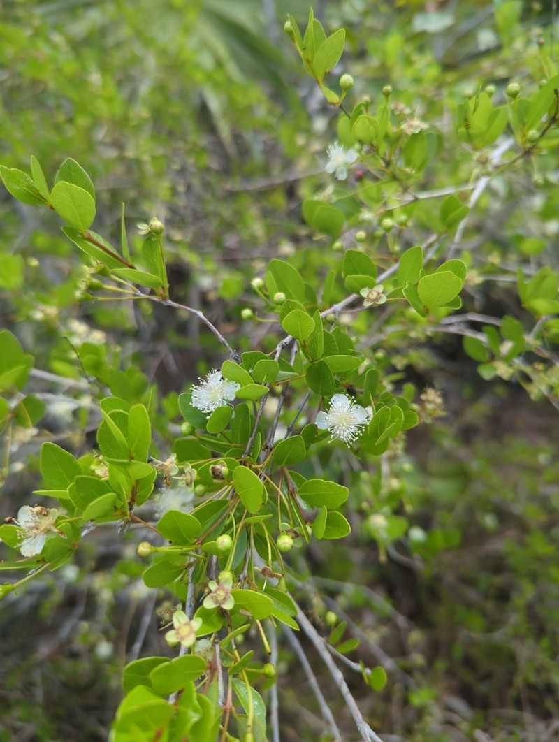 Mangroveberry photo 5
