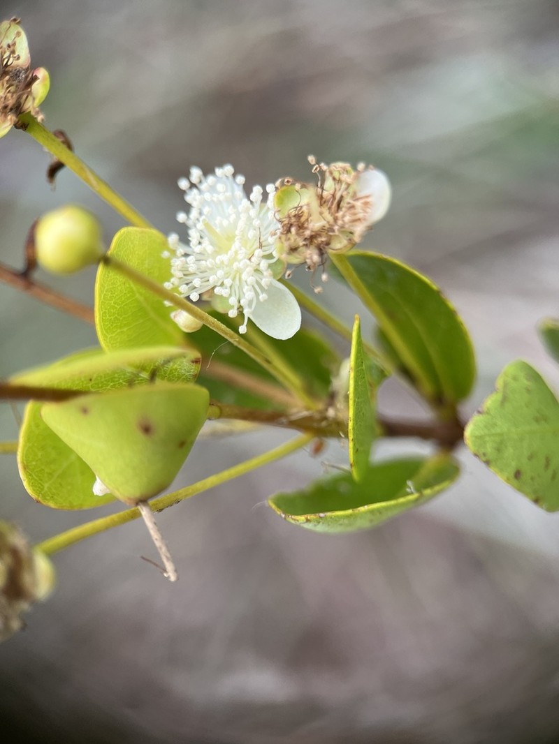 Mangroveberry photo 6