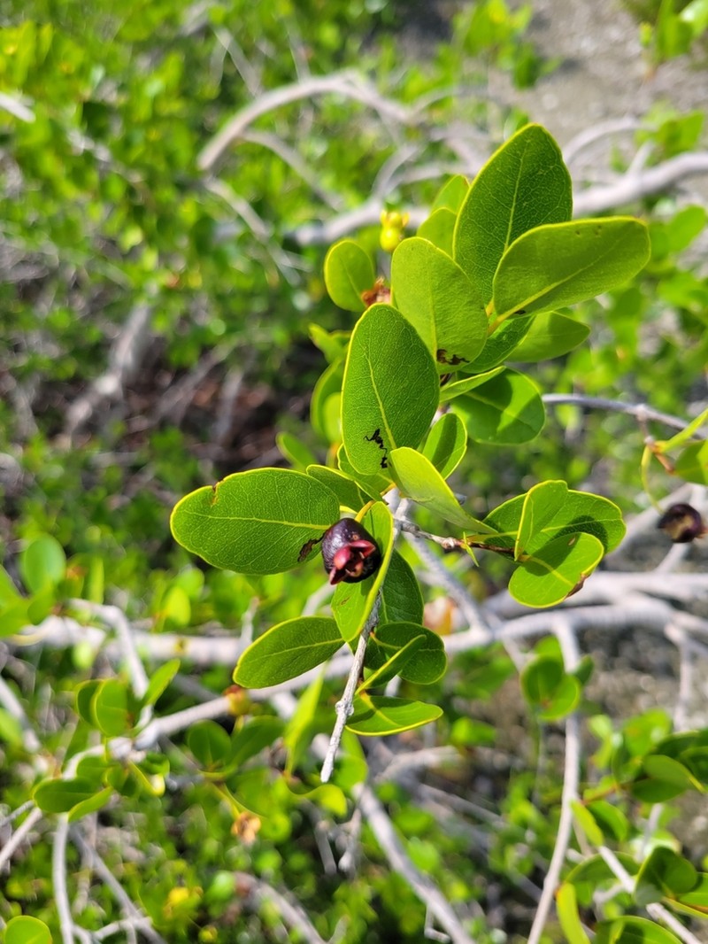 Mangroveberry photo 7