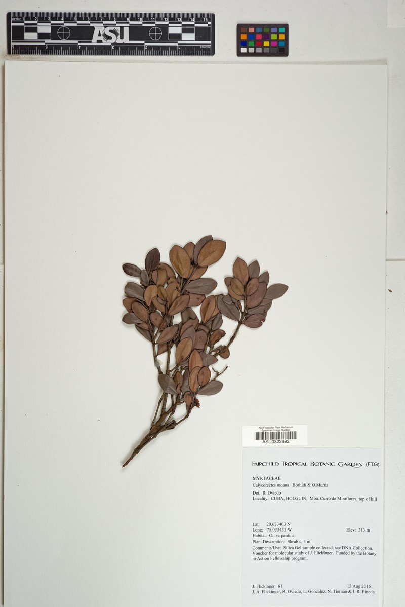 Mosiera moana