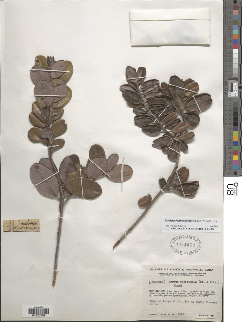 Mosiera nummularioides subsp. ophiticola