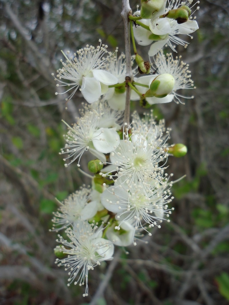 Aridland Stopper photo 6