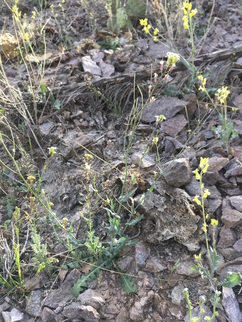 Purpus' Tumblemustard