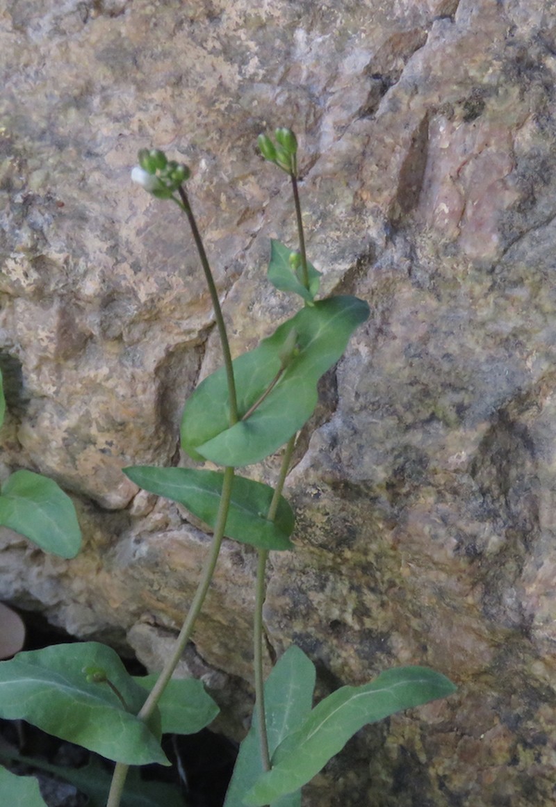 Purpus' Tumblemustard photo 2