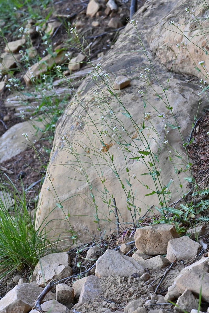 Purpus' Tumblemustard photo 5