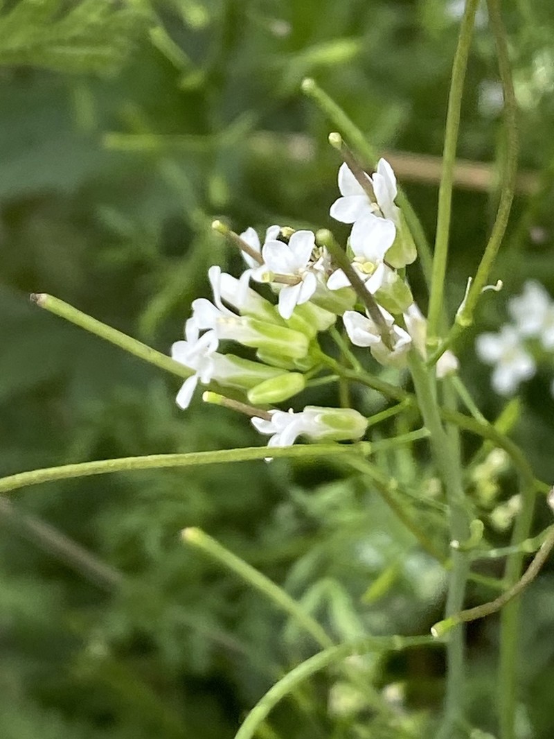 Purpus' Tumblemustard photo 7