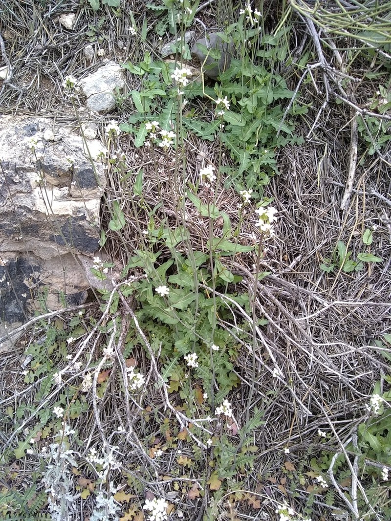 Purpus' Tumblemustard photo 8