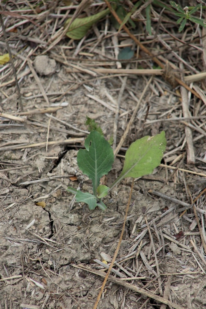 Rio Grande Tumblemustard photo 2