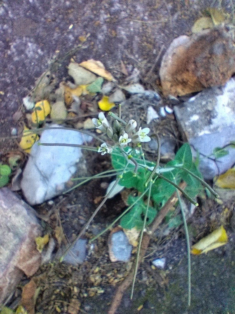 Rio Grande Tumblemustard photo 3