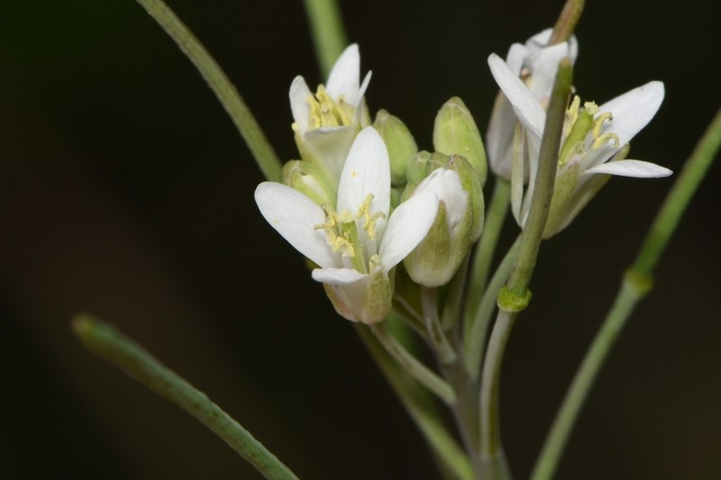 Rio Grande Tumblemustard photo 4