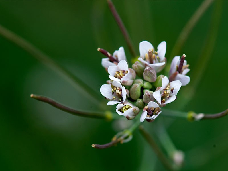 Rio Grande Tumblemustard photo 5