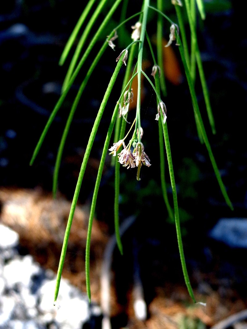 Rio Grande Tumblemustard photo 6