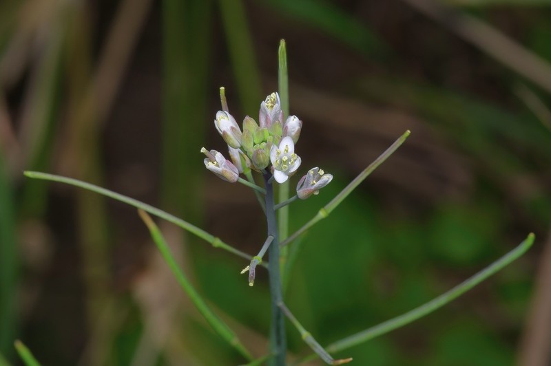 Rio Grande Tumblemustard photo 7