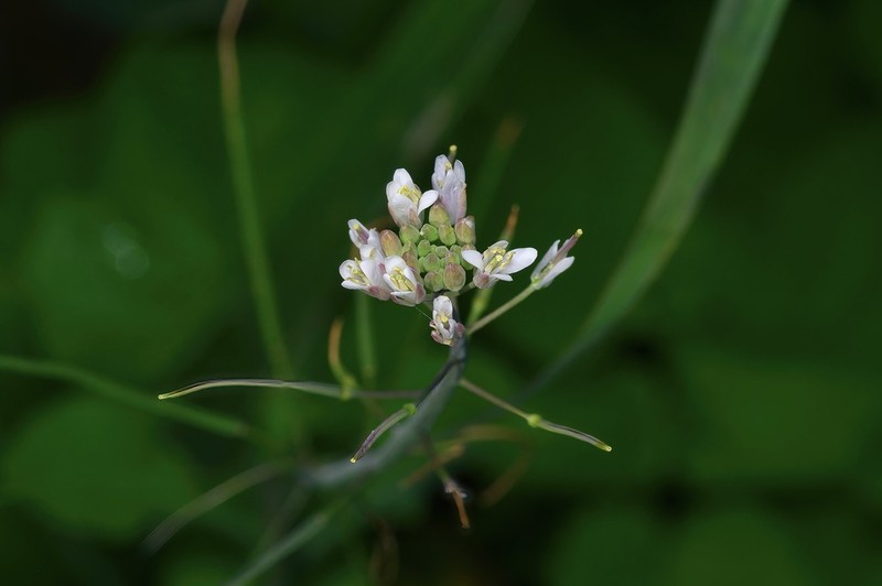 Rio Grande Tumblemustard photo 8