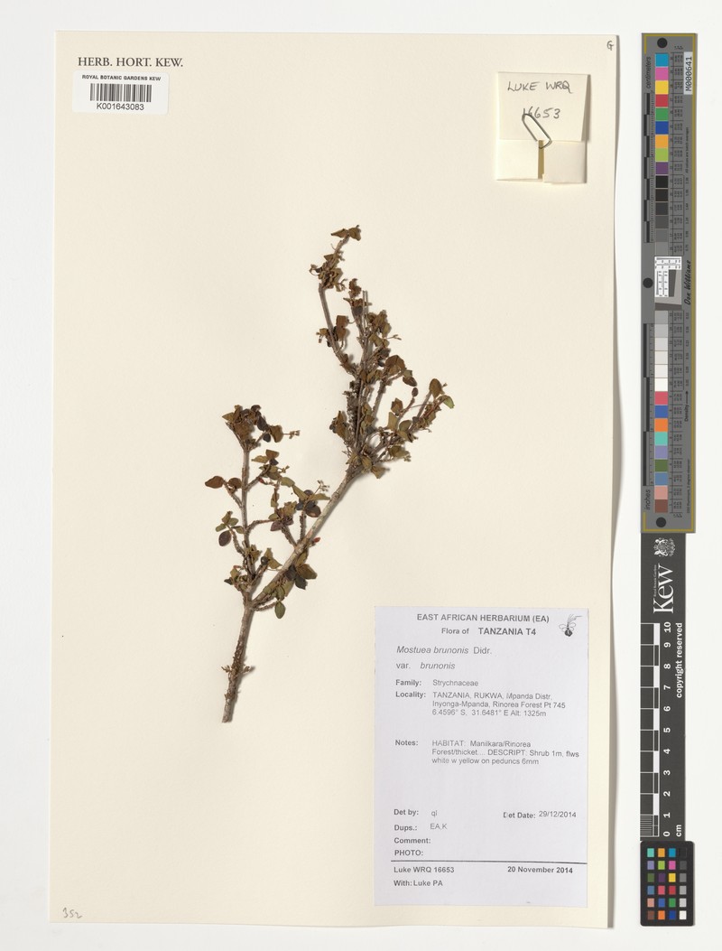 Mostuea brunonis var. brunonis