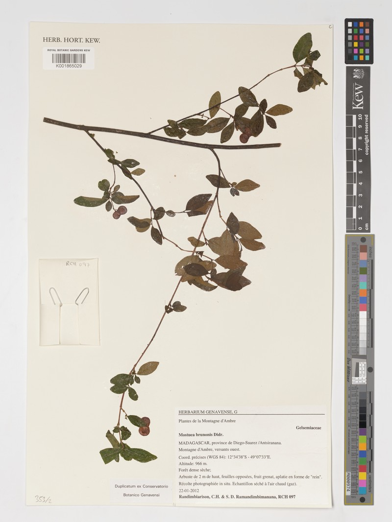 Mostuea brunonis var. brunonis photo 3