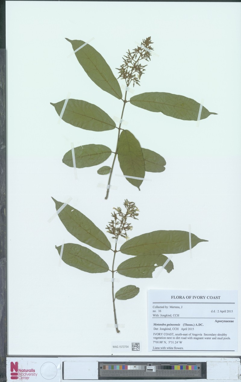 Motandra paniculata photo 2