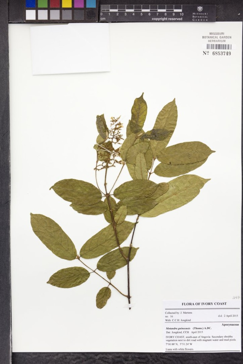 Motandra paniculata photo 3
