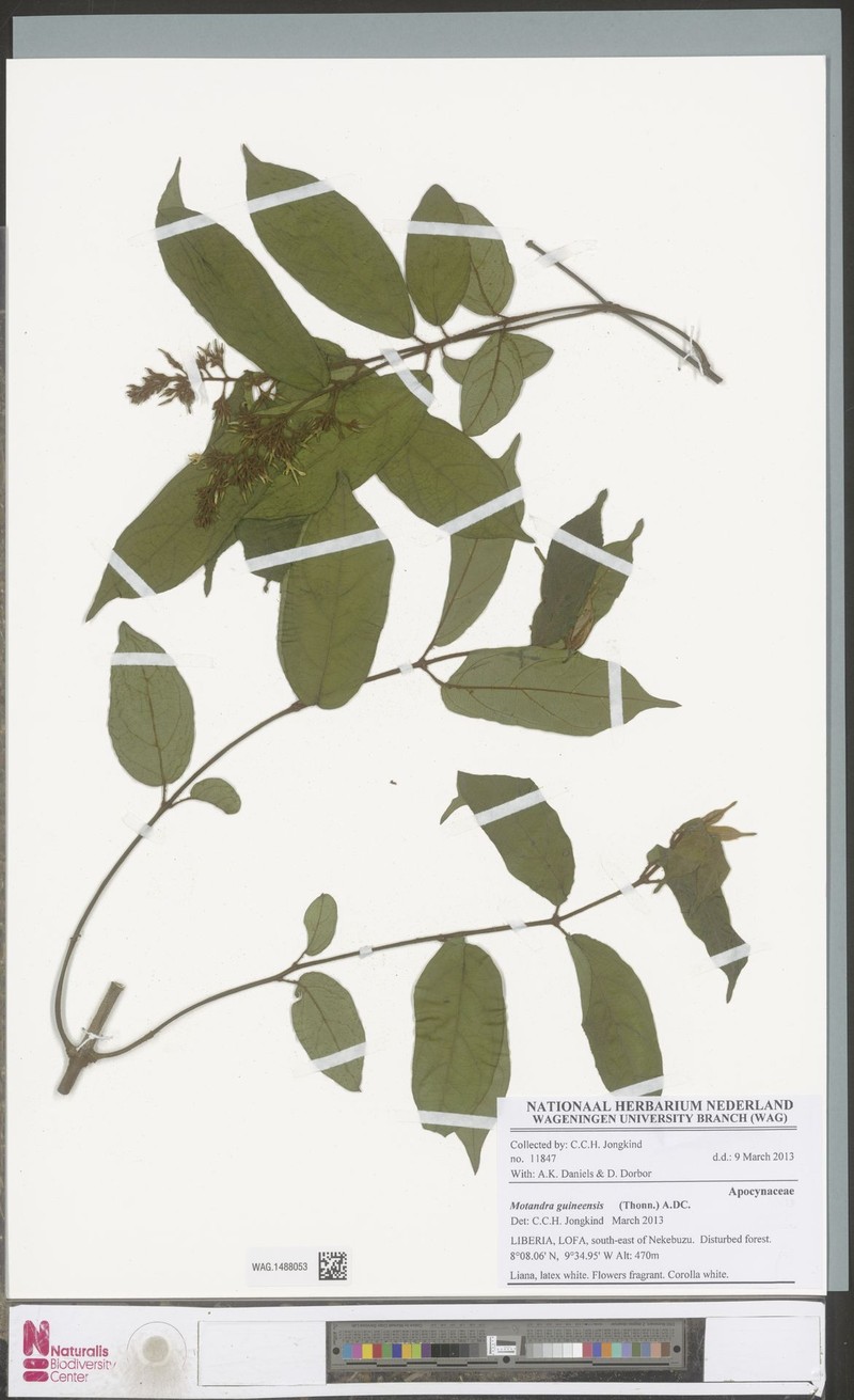 Motandra paniculata photo 5