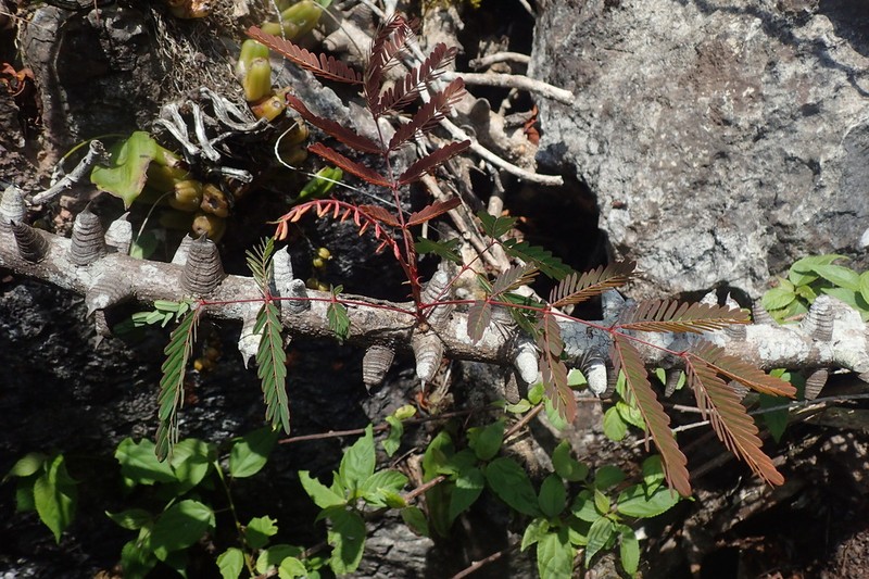 Moullava digyna