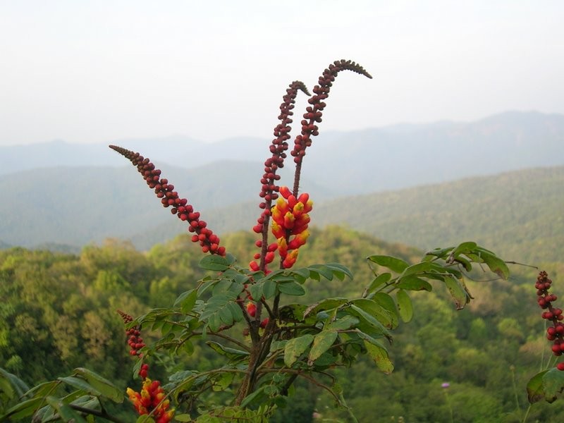 Moullava spicata