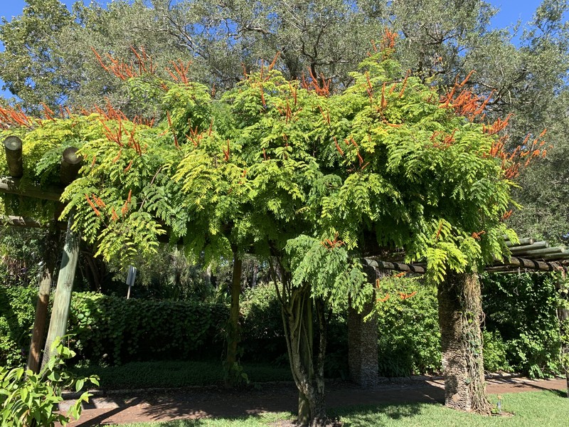 Moullava spicata photo 2
