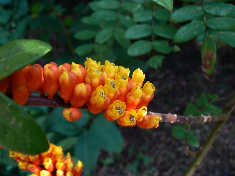 Moullava spicata photo 3