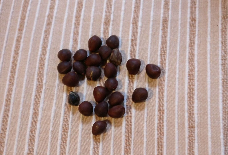 Moullava spicata photo 4