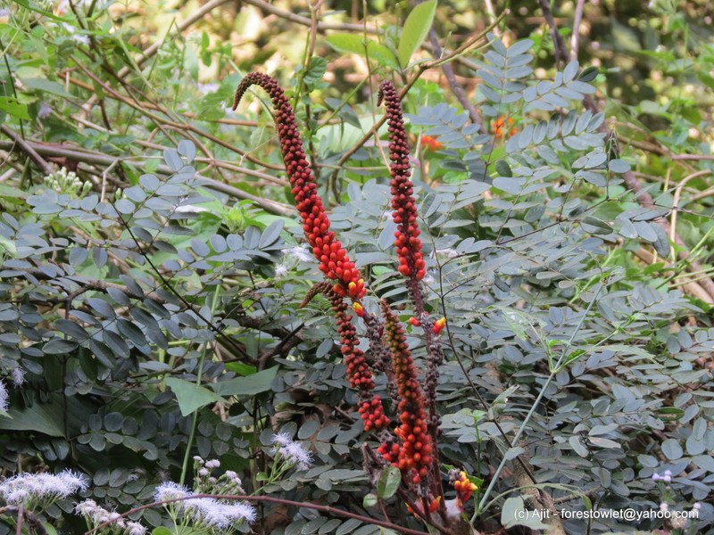 Moullava spicata photo 6