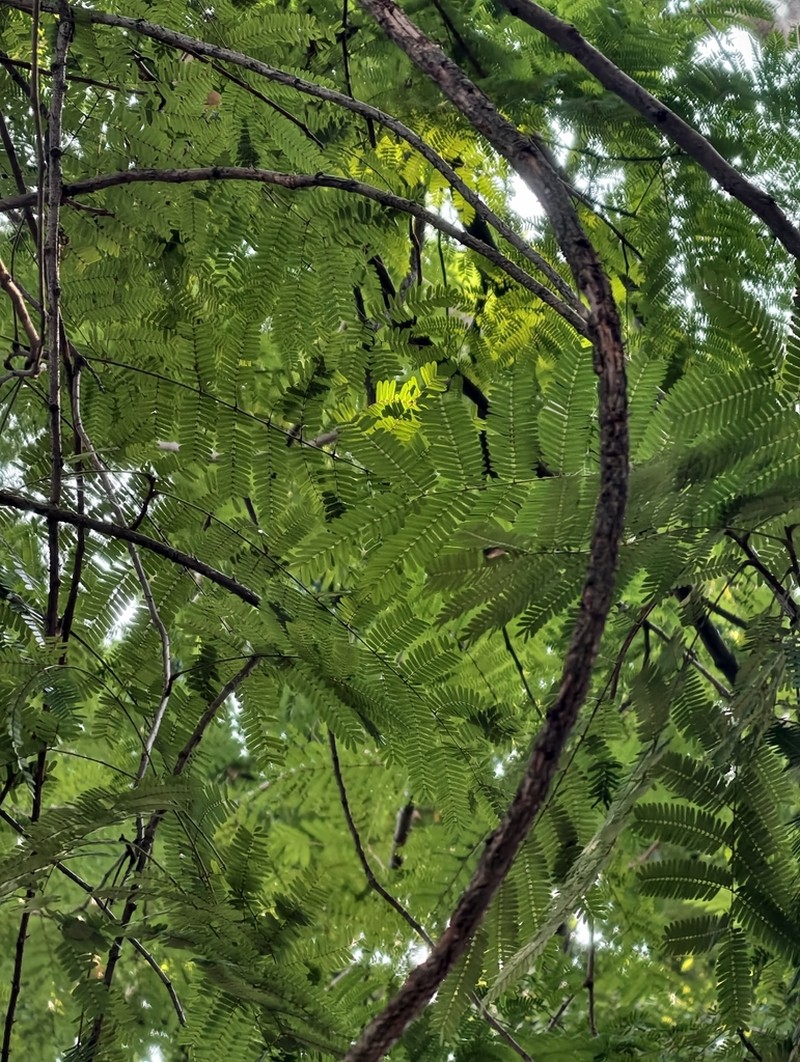 Moullava tortuosa