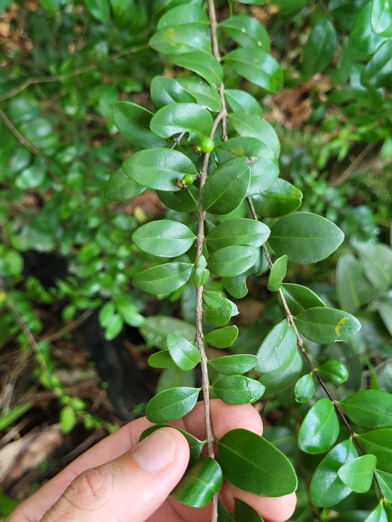 Mameyuelo