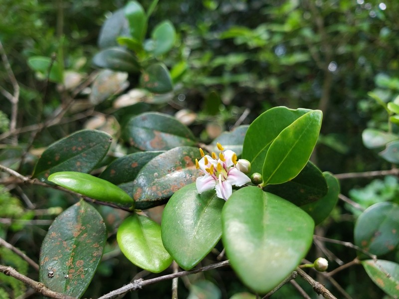 Mameyuelo photo 2