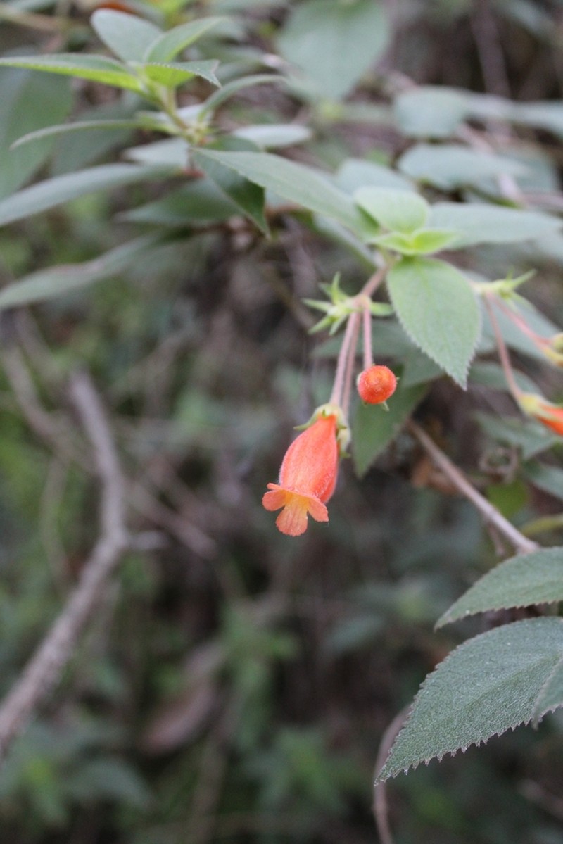 Moussonia jaliscana