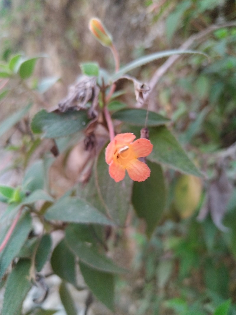 Moussonia jaliscana photo 2